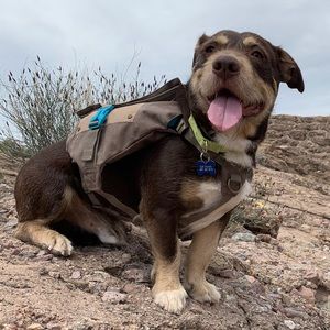 Outward Hound Denver Urban Pack Dog Backpack/Saddlebags Harness